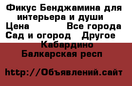 Фикус Бенджамина для интерьера и души › Цена ­ 2 900 - Все города Сад и огород » Другое   . Кабардино-Балкарская респ.